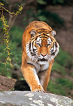 Пазл Сибирский тигр 1500 эл.